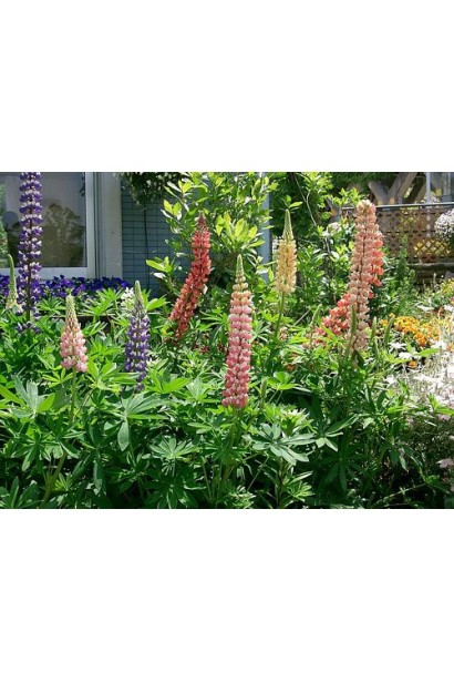 Люпин многолистный `Роуз Шадес` 